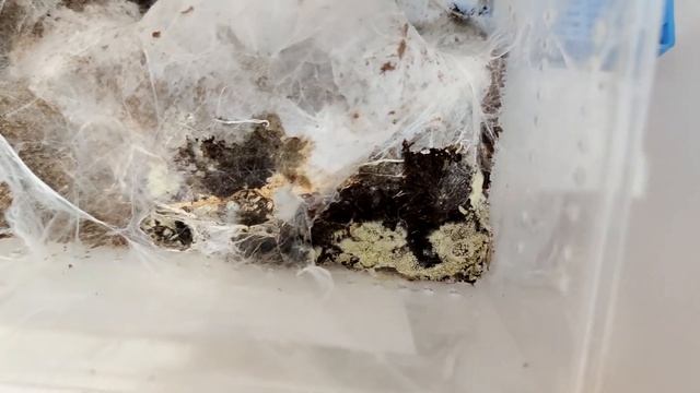 Пересадка паука птицееда Chilobrachys fimbriatus смотреть онлайн