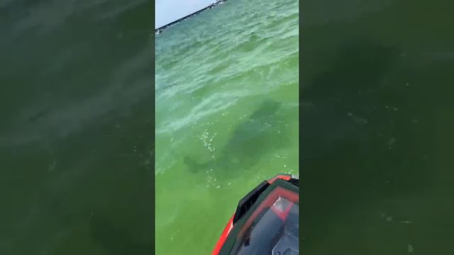 Shark Attacks and BITES Jestski off Florida Gulf Coast! CRAZY! смотреть онлайн