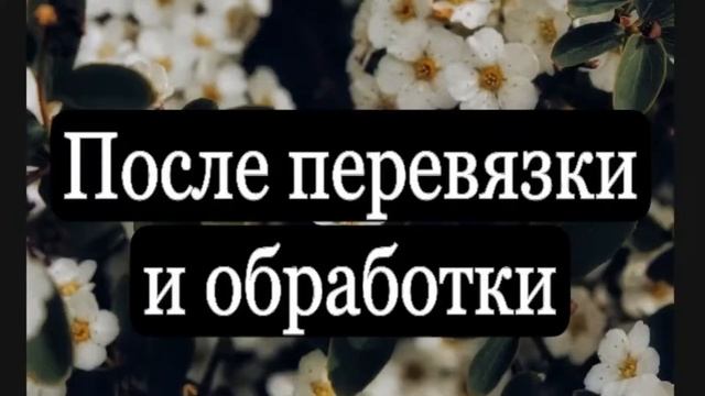 Лечение Чупакабры смотреть онлайн