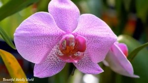 Душевная Симфония – Красивые мелодии, инструментальная музыка, релакс, успокоение, наслаждение,