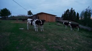 РЕМОНТ ДЕРЕВЕНСКОГО ДОМА | НАЧИНАЮ ПОДНИМАТЬ ПЕРВЫЙ УГОЛ | ПОДГОТОВКА СТРОЙМАТЕРИАЛА