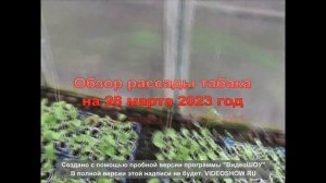 Обзор рассады табака на 28 марта 2023 год