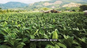 ДЫМНЫЕ ИСТОРИИ: Всё о ферментации СИГАРНОГО табака!