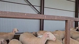 Содержание овец и баранов! Экспериментальное скрещивание овец! ООО "РУСЬ". Разведение овец!