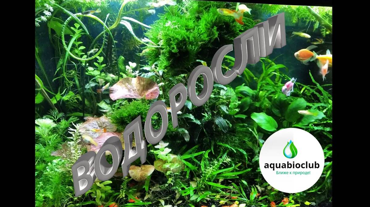 Профилактика и #борьба с #водорослями в #аквариуме. Все о водорослях и причинах их появления. смотреть онлайн