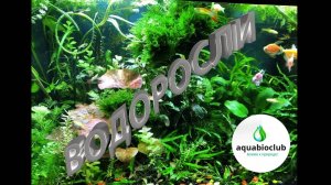 Профилактика и #борьба с #водорослями в #аквариуме. Все о водорослях и причинах их появления.