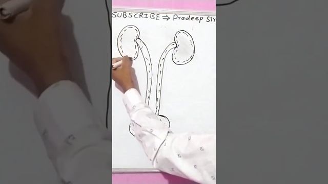 How to draw the picture of human urinary system🤔 #biology#educational#viral#goviral#physicwallah смотреть онлайн