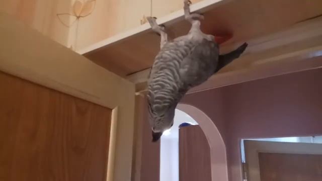 Жако зажигает.