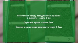 Посадка рассады.  Посев семян.  Два способа проращивания семян.