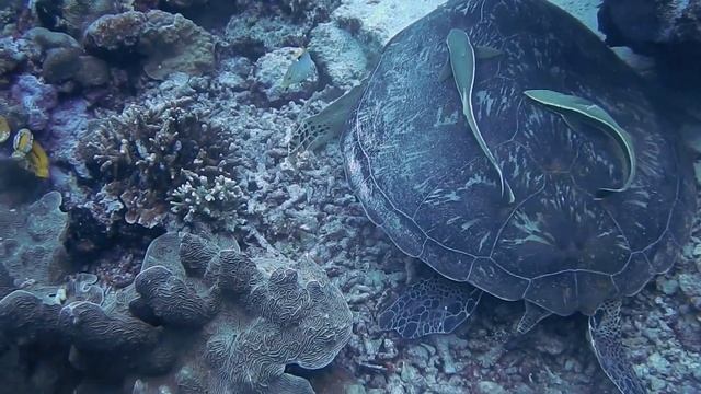 Relaxing music with a deep dive into the magical underwater world смотреть онлайн