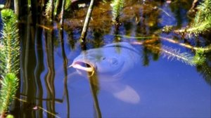 САЗАН на БОКОВОЙ КИВОК весной! Как и где ловить САЗАНА весной и летом.