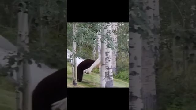 Хороший гамак. Надо брать! смотреть онлайн