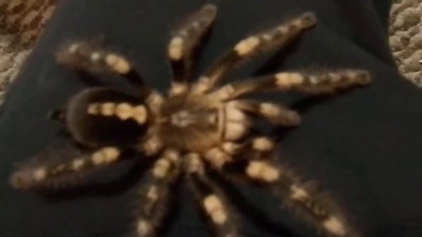 Poecilotheria subfusca