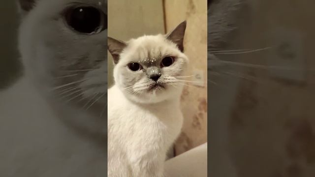 +79095921778Питомник шотландских кошек #шотландцы #продажакотят смотреть онлайн