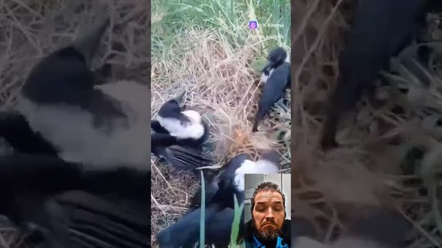 Это ещё раз доказывает что животные умнее человека ☝️ смотреть онлайн