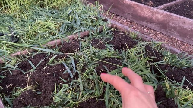 ЧТО Я ДЕЛАЮ ОСЕНЬЮ С СИДЕРАТАМИ, ВСЕ СЕКРЕТЫ! смотреть онлайн