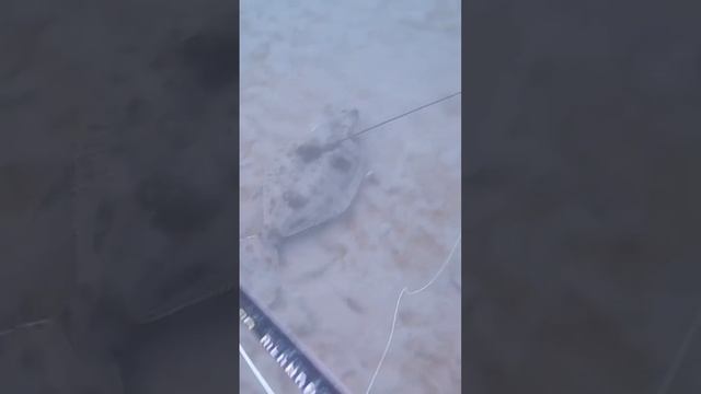 🍑🔫. #spearfishing #freediving #halibut смотреть онлайн