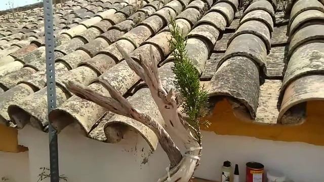 Tanuki de jara con ciprés смотреть онлайн