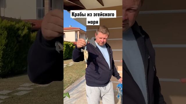 Крабы Эгейского моря смотреть онлайн