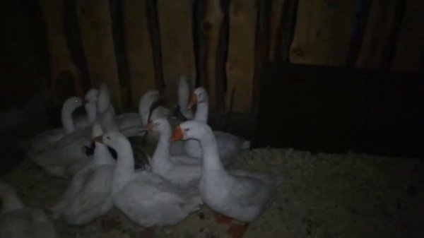 Гуси зимой в сибири