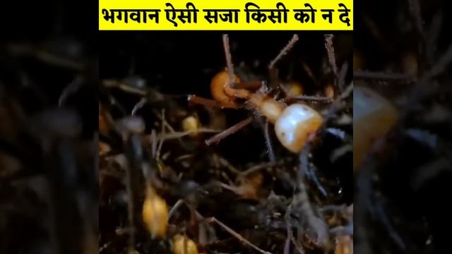 3 जानवर जिनके साथ प्रकृति ने ही गंदा मजाक कर दिया | Amazing fact (ep-266) #shorts смотреть онлайн