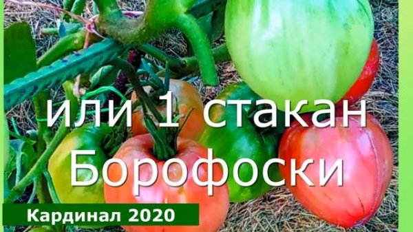 ШПАРГАЛКА 18 Полив томатов ЧУДО - ЯМЫ