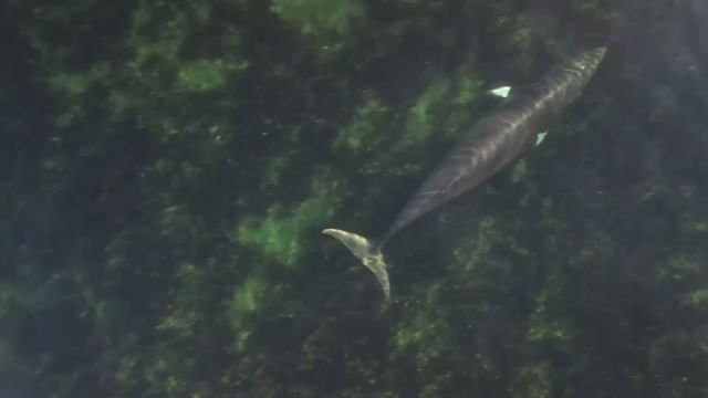 15 Incredible WHALE Species That Actually Exist смотреть онлайн