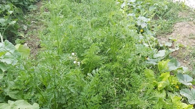 Ce se planteaza dupa cartofi смотреть онлайн