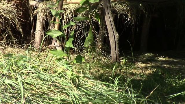 Притинение ульев в жару смотреть онлайн