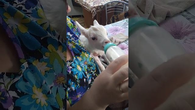 Приятного аппетита смотреть онлайн