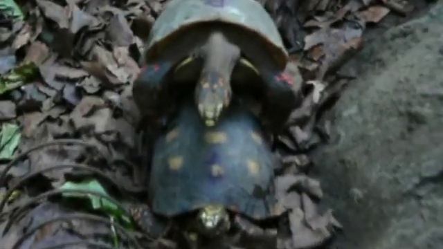 Chelonoidis carbonaria - želva uhlířská, páření смотреть онлайн