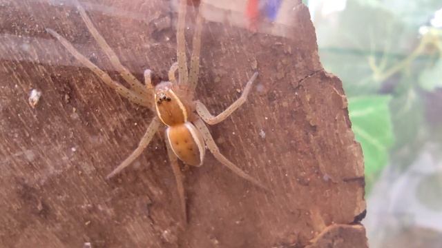 Паук рыболов - Dolomedes sp. смотреть онлайн