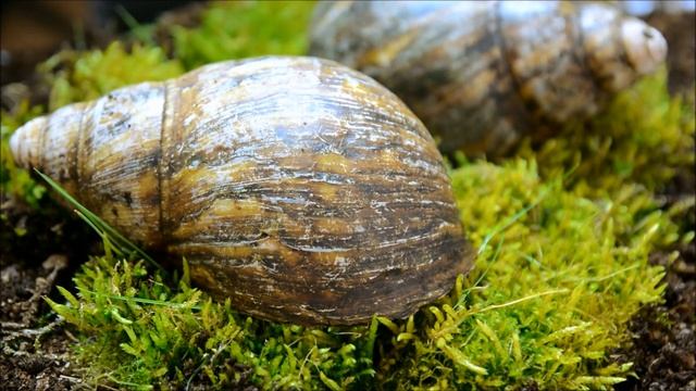 Haltungsbericht von Archachatina marginata ovum смотреть онлайн