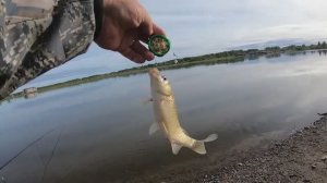 Карась на пенопласт на пробку