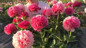 Mary Jo Legare peony. Мари Джо Легар пион. Пулков сад 2021