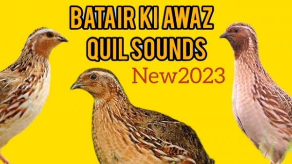 бедана сайраши Quail sounds بٹیروں کی آواز