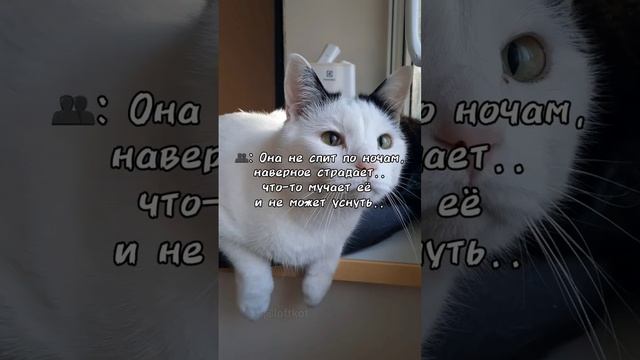 #shorts #животные #кошки #лофткот #юмор #смешныекоты #коты #смешно #приколы #питомцы #жиза #топ смотреть онлайн