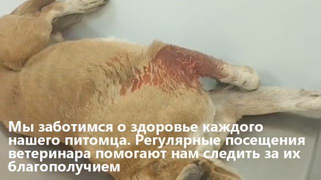 Наша забота - это каждодневный труд в приюте "Весёлые хвостики" смотреть онлайн