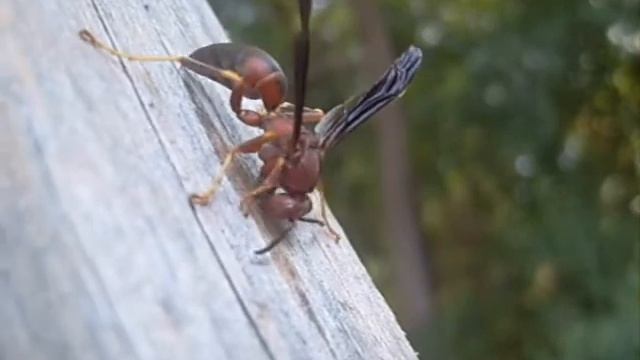 Wasp Gathers Building Material 8-18-08 смотреть онлайн