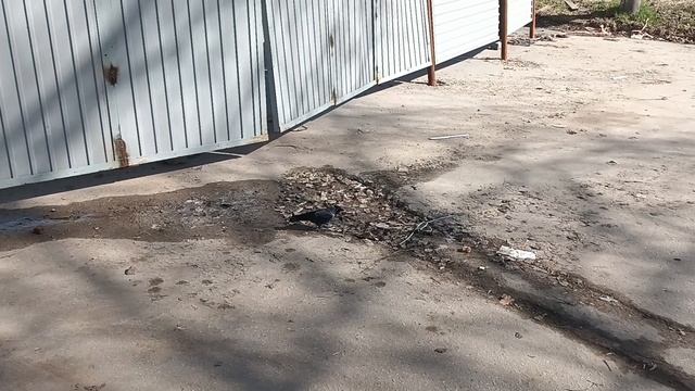 14.04.24 Микрорайон Караваиха, галки смотреть онлайн