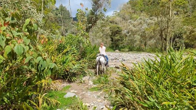 Horseback Riding through the Coffee Valley in Salento, Colombia - with Cabalgatas San Pablo смотреть онлайн