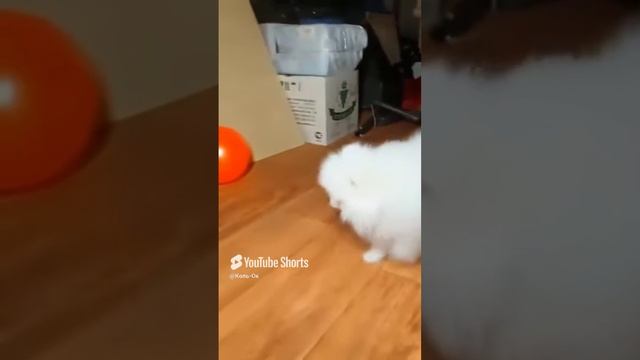 КОЛЬ-ОК (8) смотреть онлайн