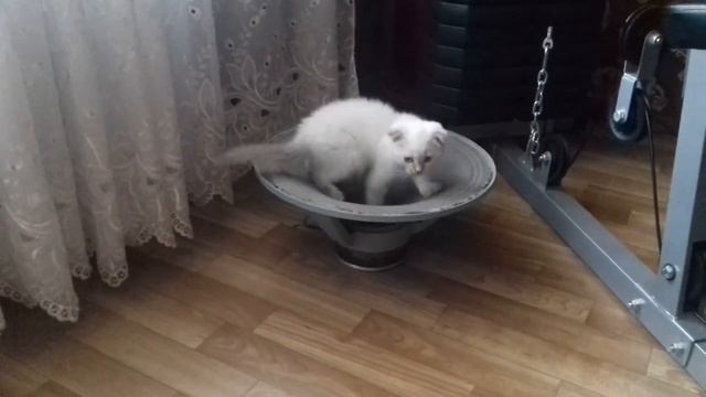 Кот и динамик. ) смотреть онлайн