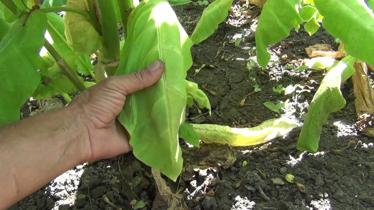 Признаки зрелости табачного листа смотреть онлайн