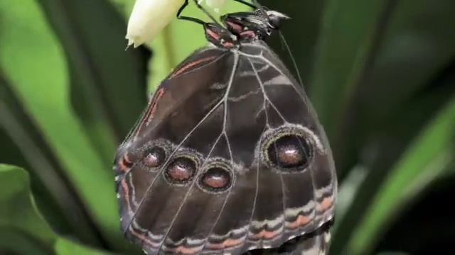 Morpho butterfly emerging from chrysalis time lapse смотреть онлайн