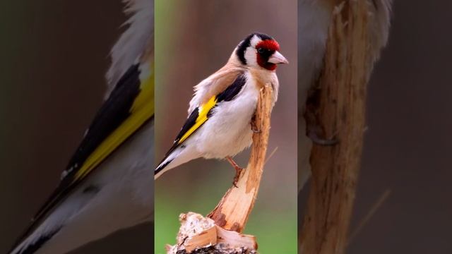 Певчие птицы Щеглы. Songbirds Goldfinches. смотреть онлайн