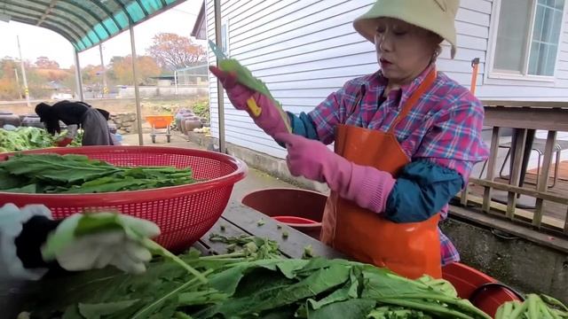 6딸김장양념육수국수 산골 김치만드는 과정 смотреть онлайн