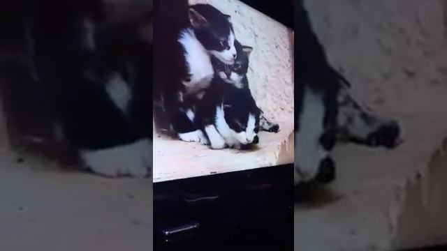 Tara wants playmates смотреть онлайн