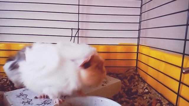 Видео блог морских свинок?! Скор видео блоги будут выпускать кошка и собака???!? смотреть онлайн
