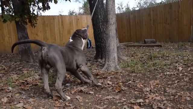 BUDDHA (Stalefish X Psycho 5150) 135 lbs, 27.5 inch head, 24 inches tall смотреть онлайн